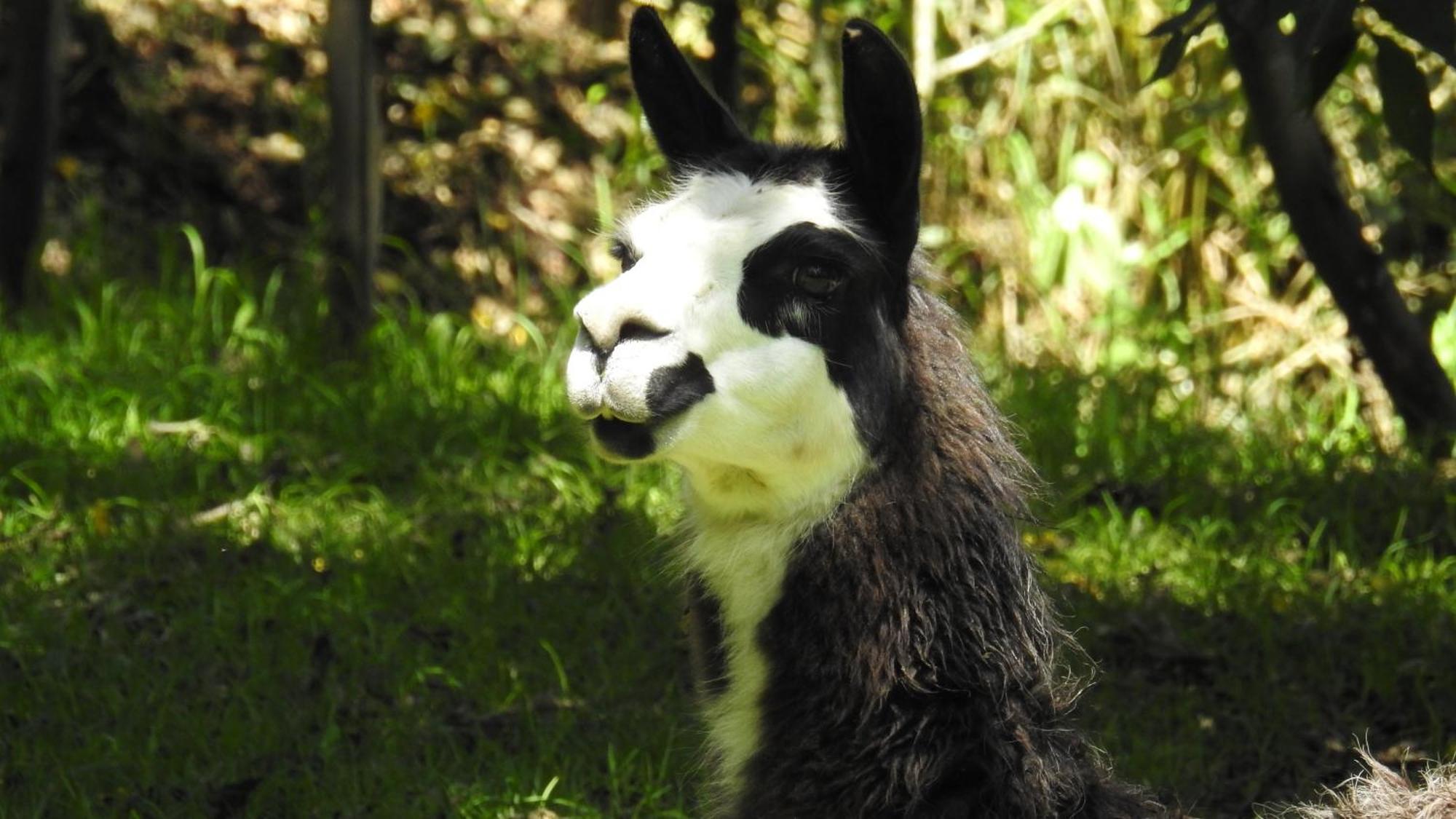 Hacienda Jimenita Wildlife Reserve Puembo Екстер'єр фото